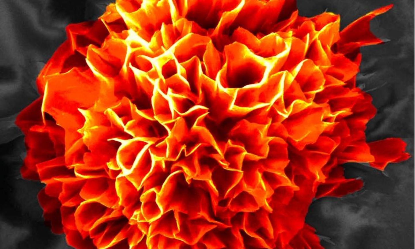 Microflower, red colour.