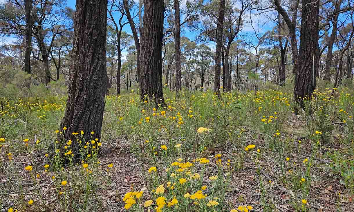 larni-yirrip-home-of-ironbark.jpg