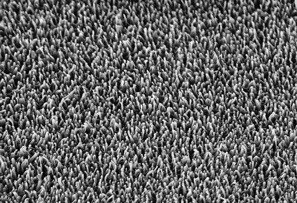 The nanopillars on the surface of a dragonfly wing (magnified 20,000 times). 