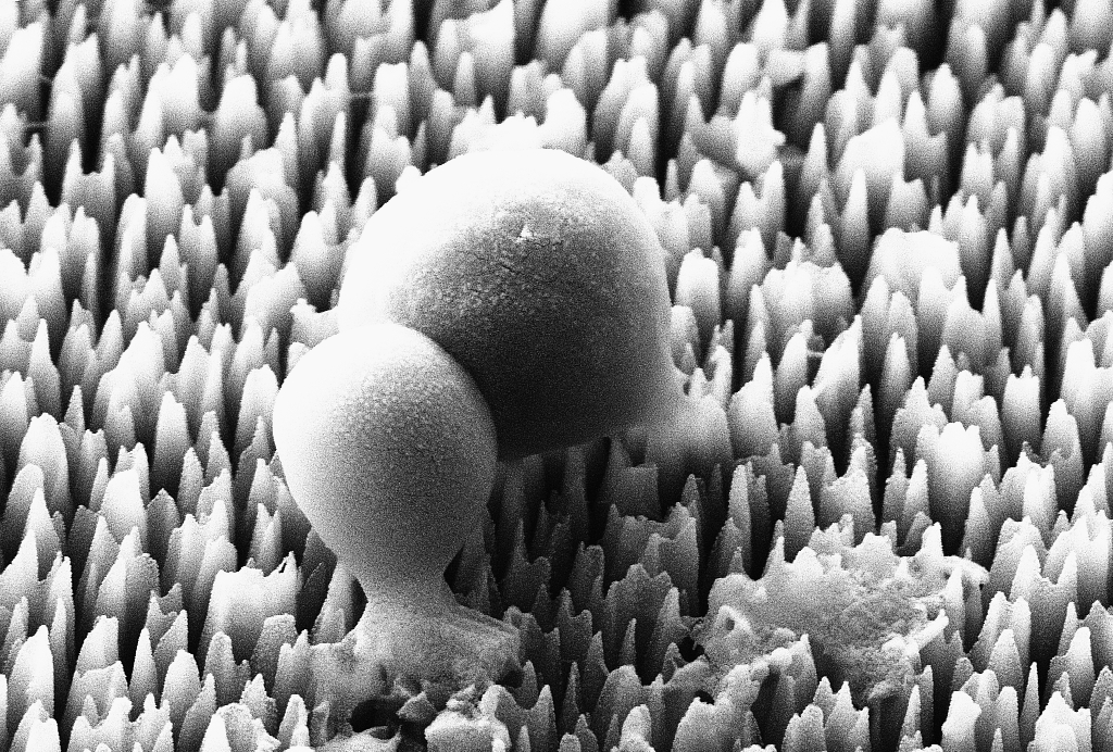 Golden staph bacteria being ruptured and destroyed by black silicon nanoneedles, an anti-bacterial surface inspired by insect wings (image magnified 30,000 times). 