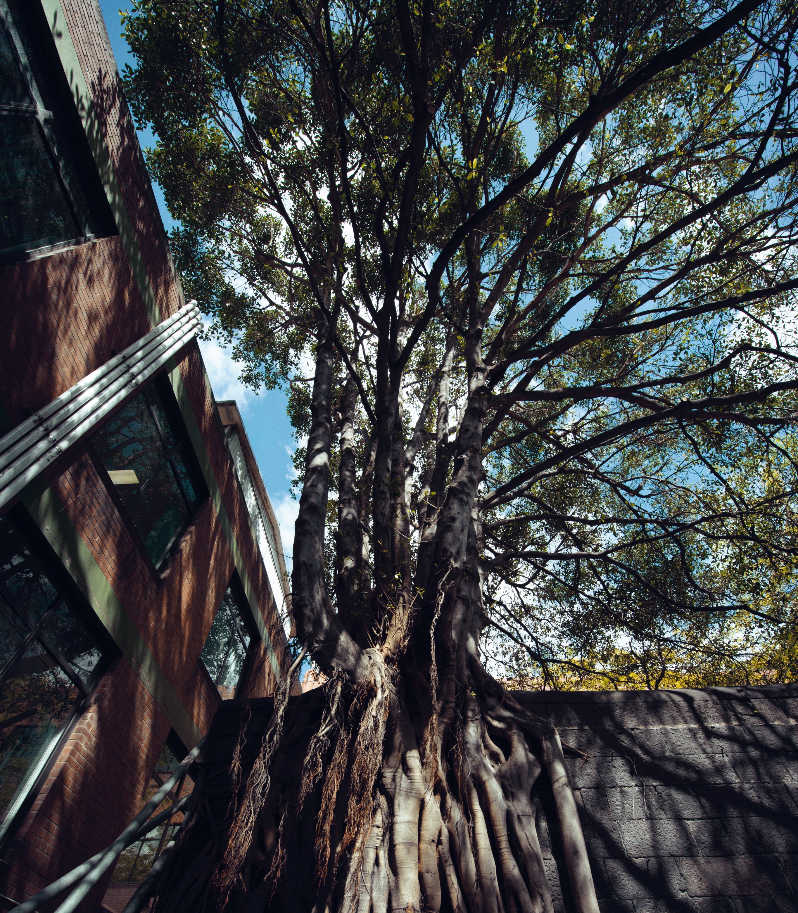 The exceptional Port Jackson fig tree in all its glory.
