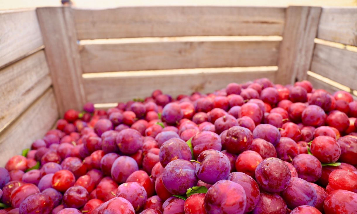 thumbnail-plums-1220_x_732.jpeg