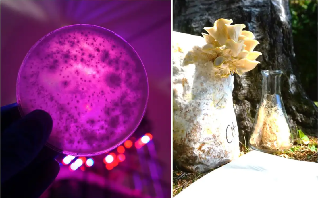 Going from fungal spores on a Petri dish (left) to a natural fungal mat (right) takes just a couple of weeks. Antoni Gandia