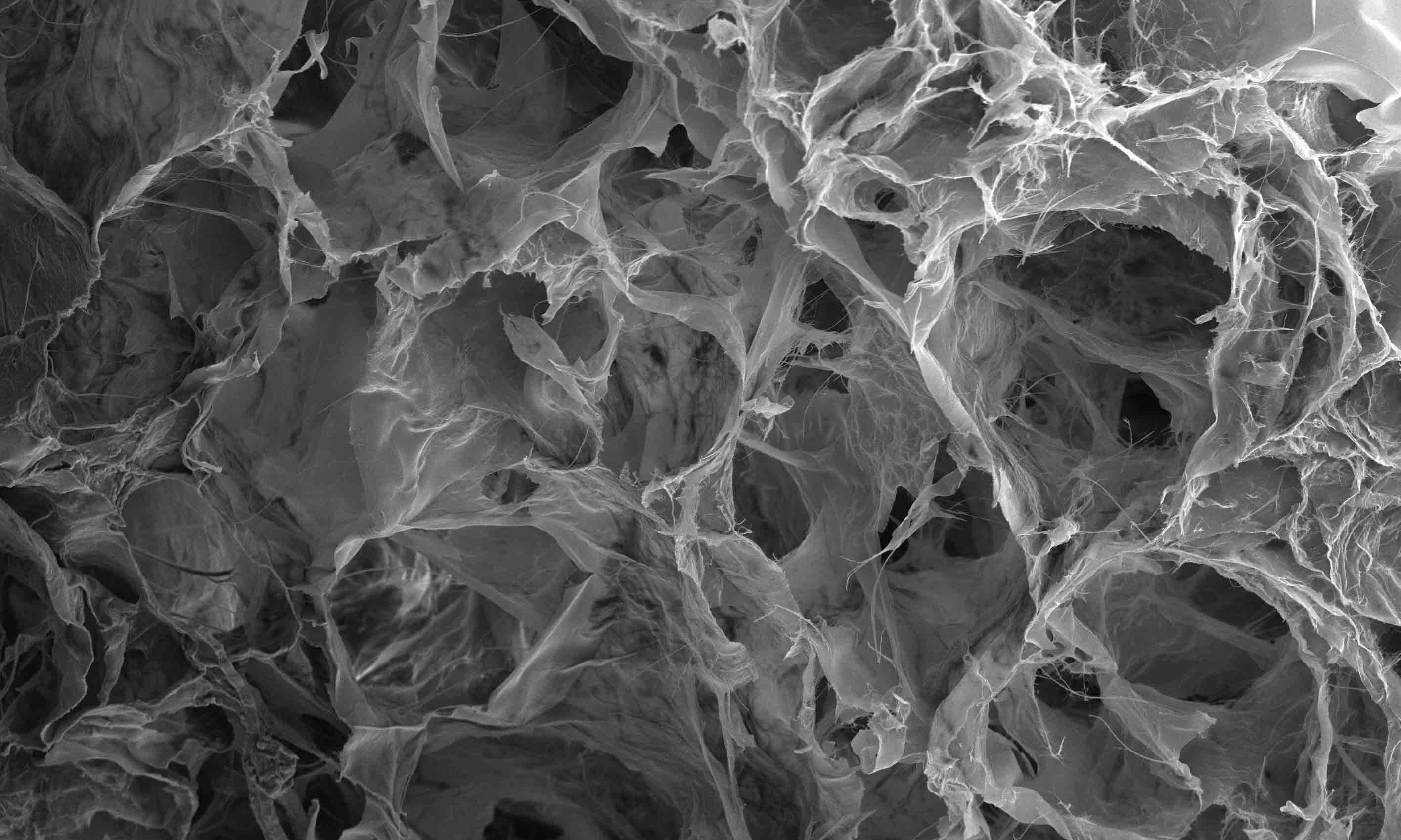 One of the porous hydrogels used to grow probiotic bacteria in the bioreactor (image magnified about 650 times).