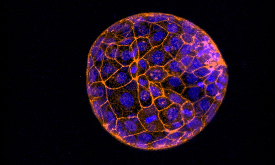 Image of an embryo