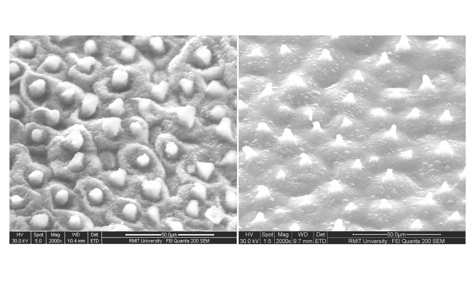 Magnified image showing the pillared structure of a lotus leaf (left) and the new bioplastic (right). Images magnified 2000 times. 