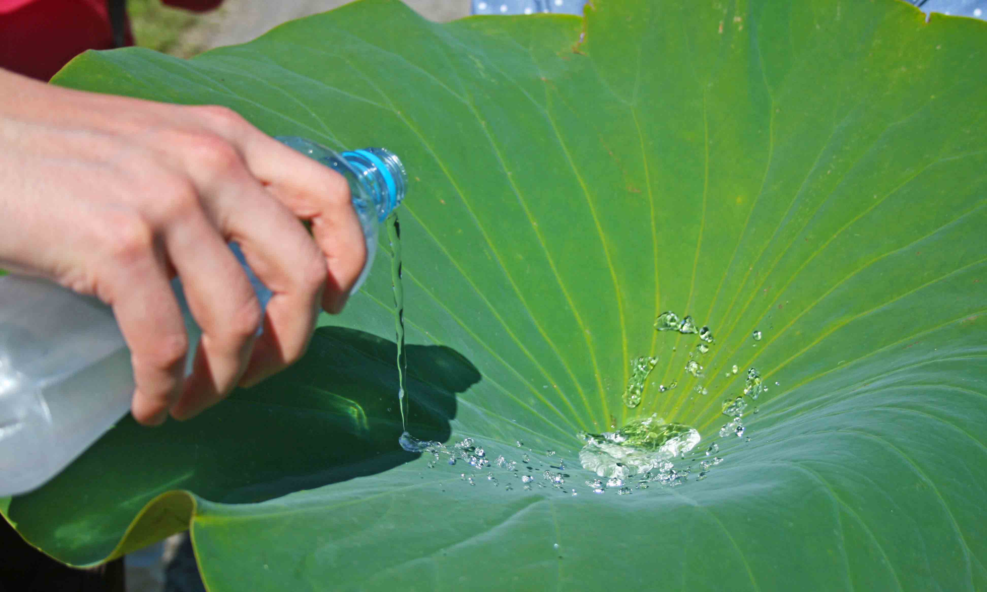 Water being poured onto a lotus leaf, and forming droplets