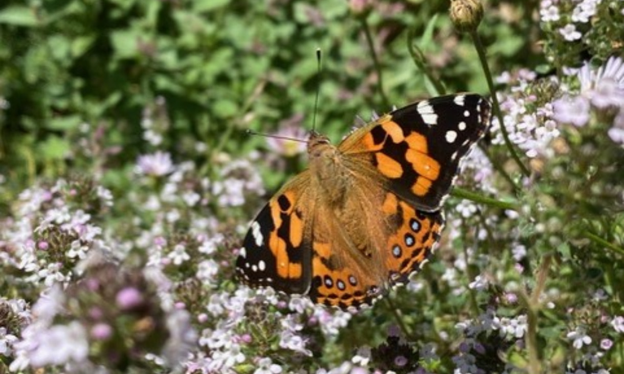 Butterfly on flowers