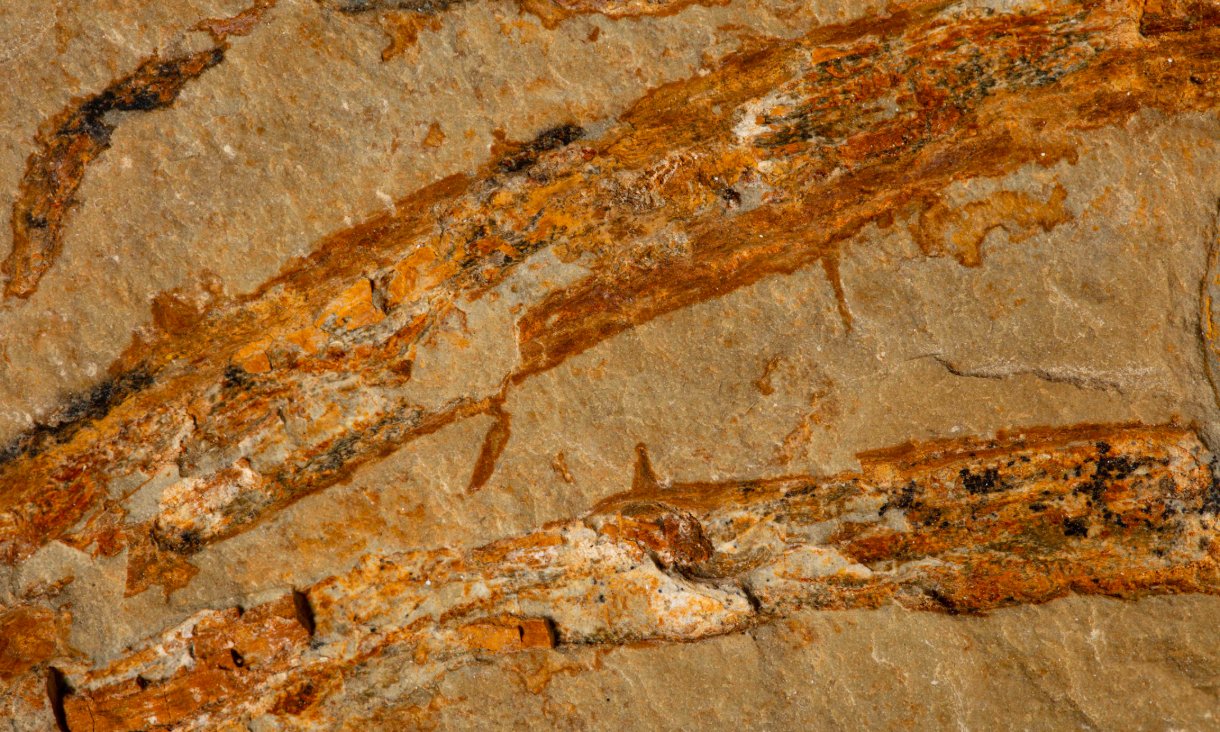 Close up detail of the fossil