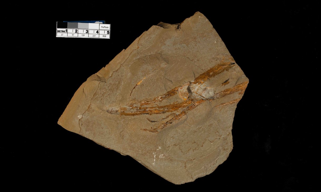 The Taungurungia garrattii fossil.