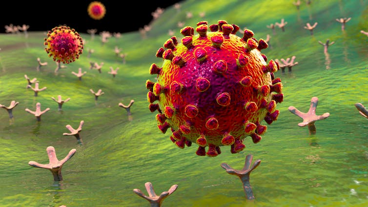 It takes some time before a vaccine activates our immune response to SARS-CoV-2. Shutterstock
