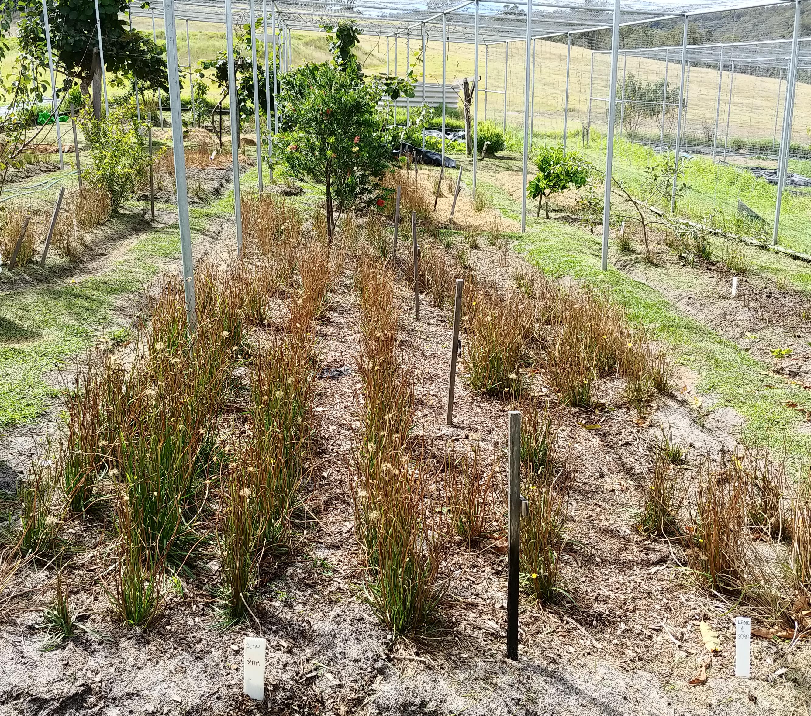   A plot of murnong (yam daisy), a plant Luke Williams is investigating as part of his research, on Bidawal Country in the southern part of the Yuin Nation. 