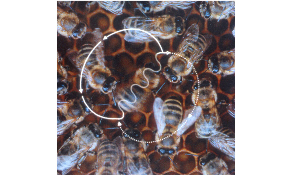 The bee waggle dance