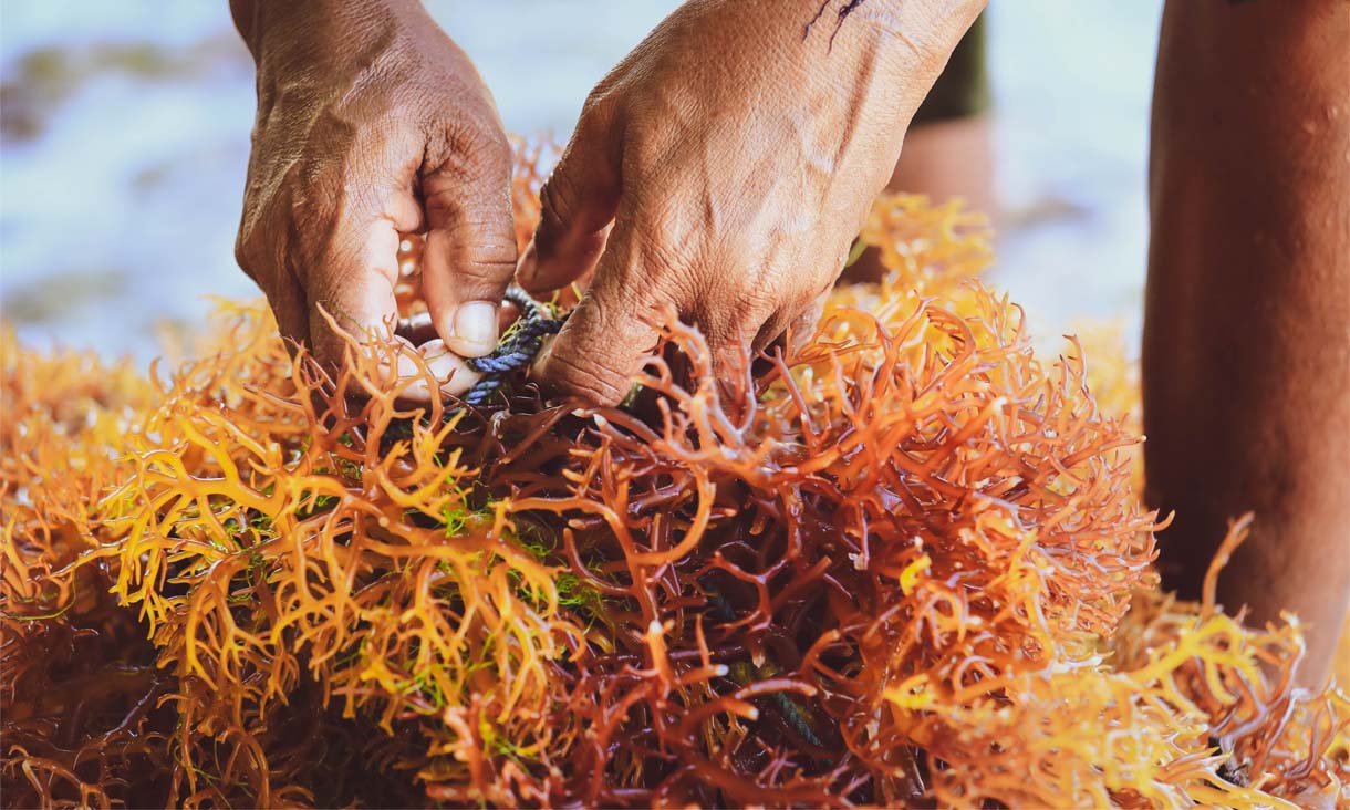 A person picking up seaweed.