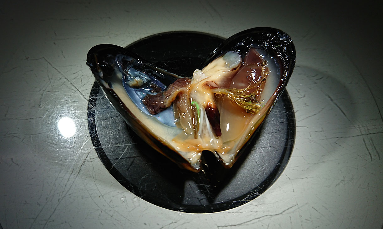 Photo of microplastics in mussel stomach.