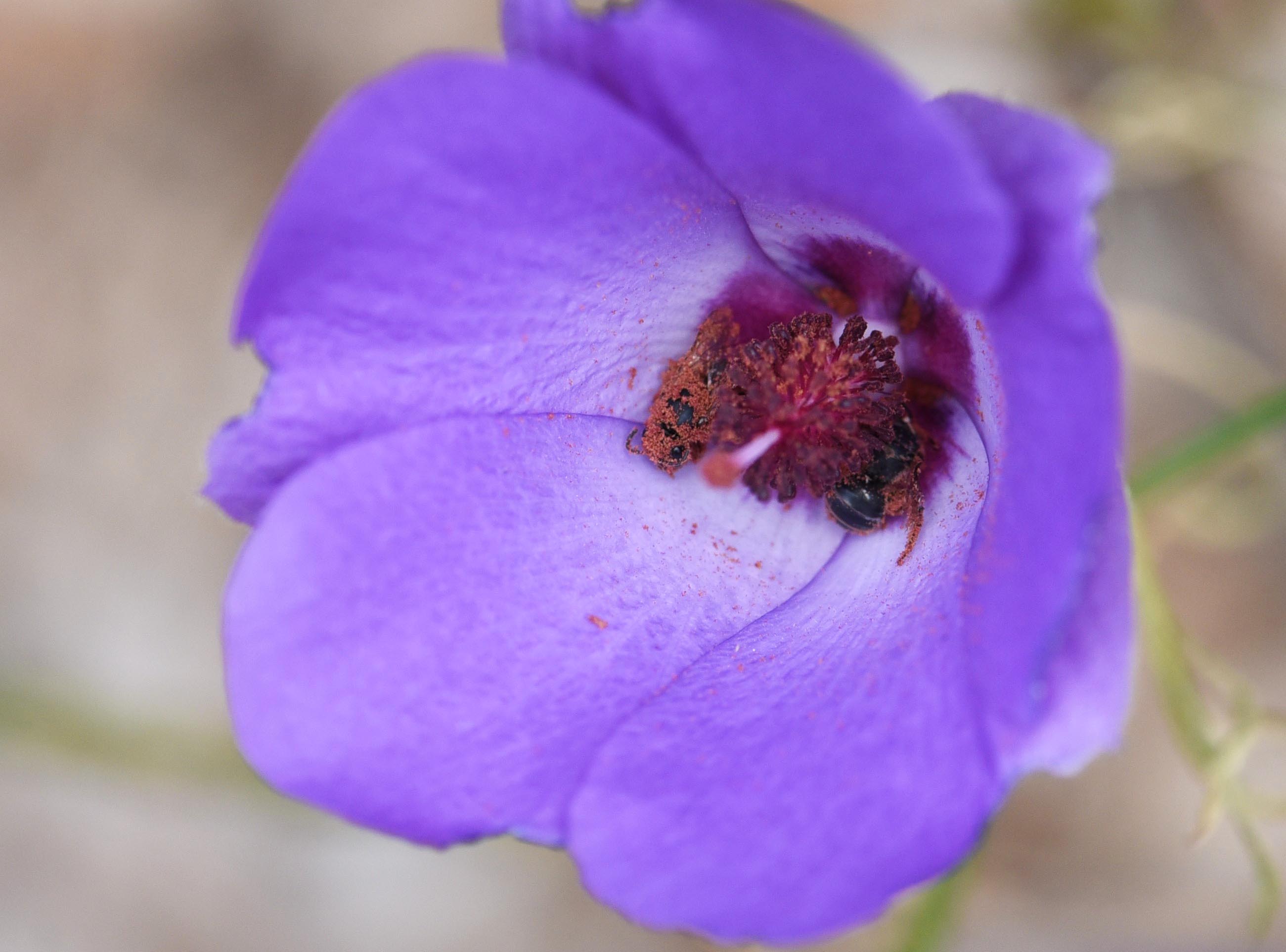 A bee sleeping inside a flower