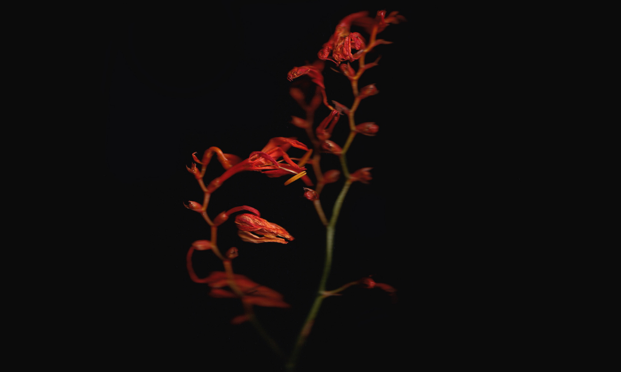 Ali Choudhry 1220 x 732.png