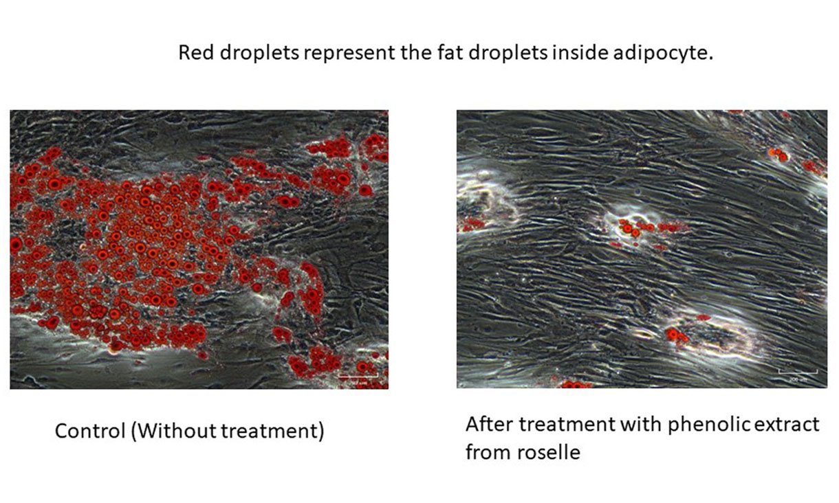 Adipocyte comparison update