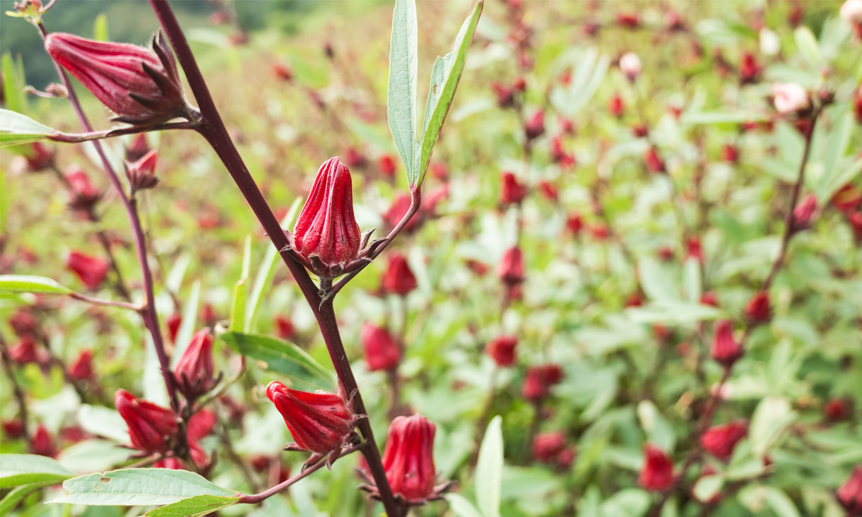 roselle plant