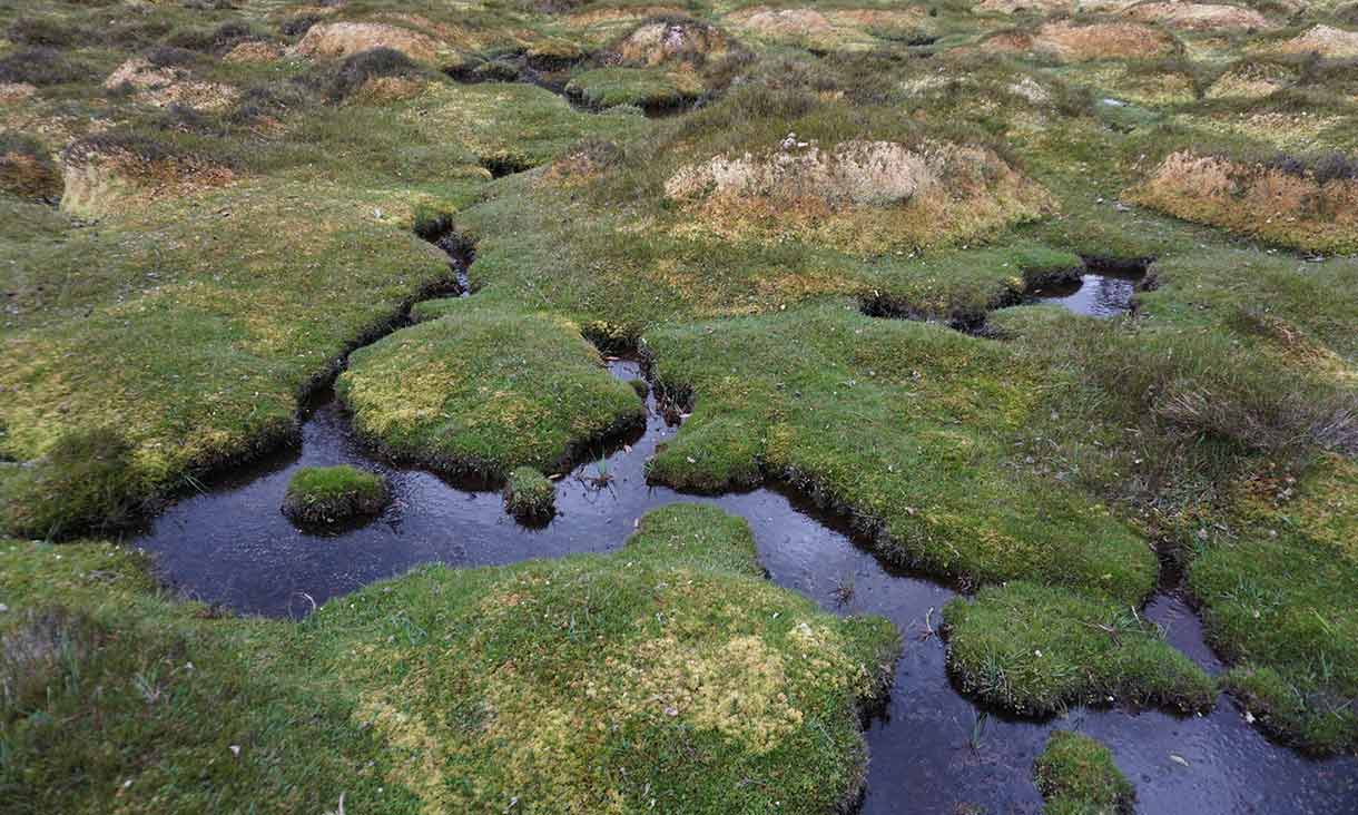 Kosciuszko National Park — Feral Horse Exclusion for Alpine Sphagnum Bog & Peatland Recovery (Australia)