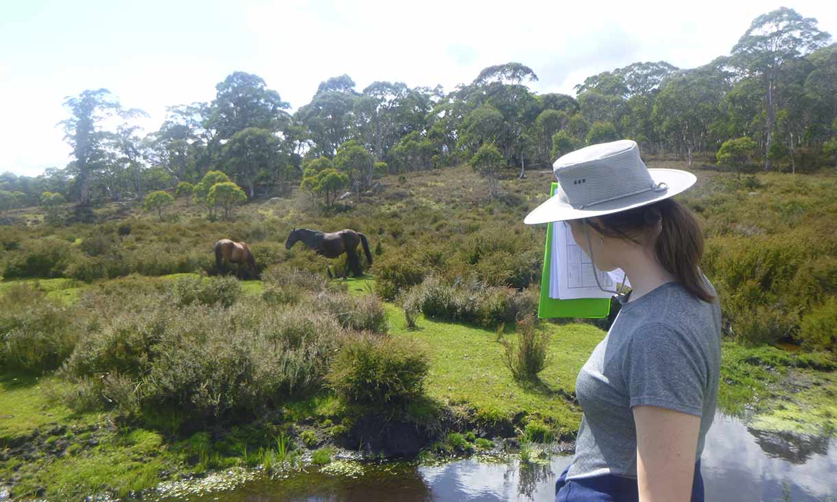 Feral horses in peatlands