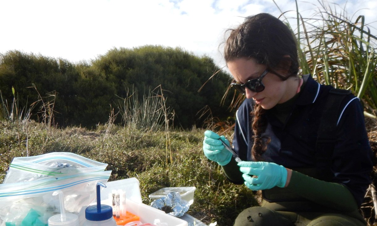 RMIT University’s Dr Stacey Trevathan-Tackett led the study published in Environmental Science and Technology as part of an Australian Research Council DECRA Fellowship while at Deakin University. Credit: Paul Carnell