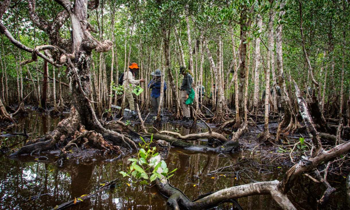 The team taking samples deep in the mangroves.
