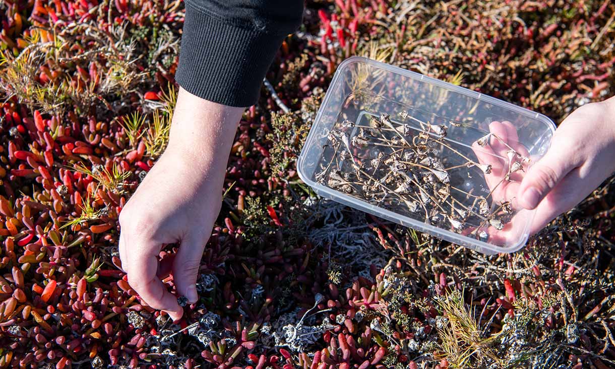 A person gathers plant material into a clear container, surrounded by vibrant red and green vegetation.