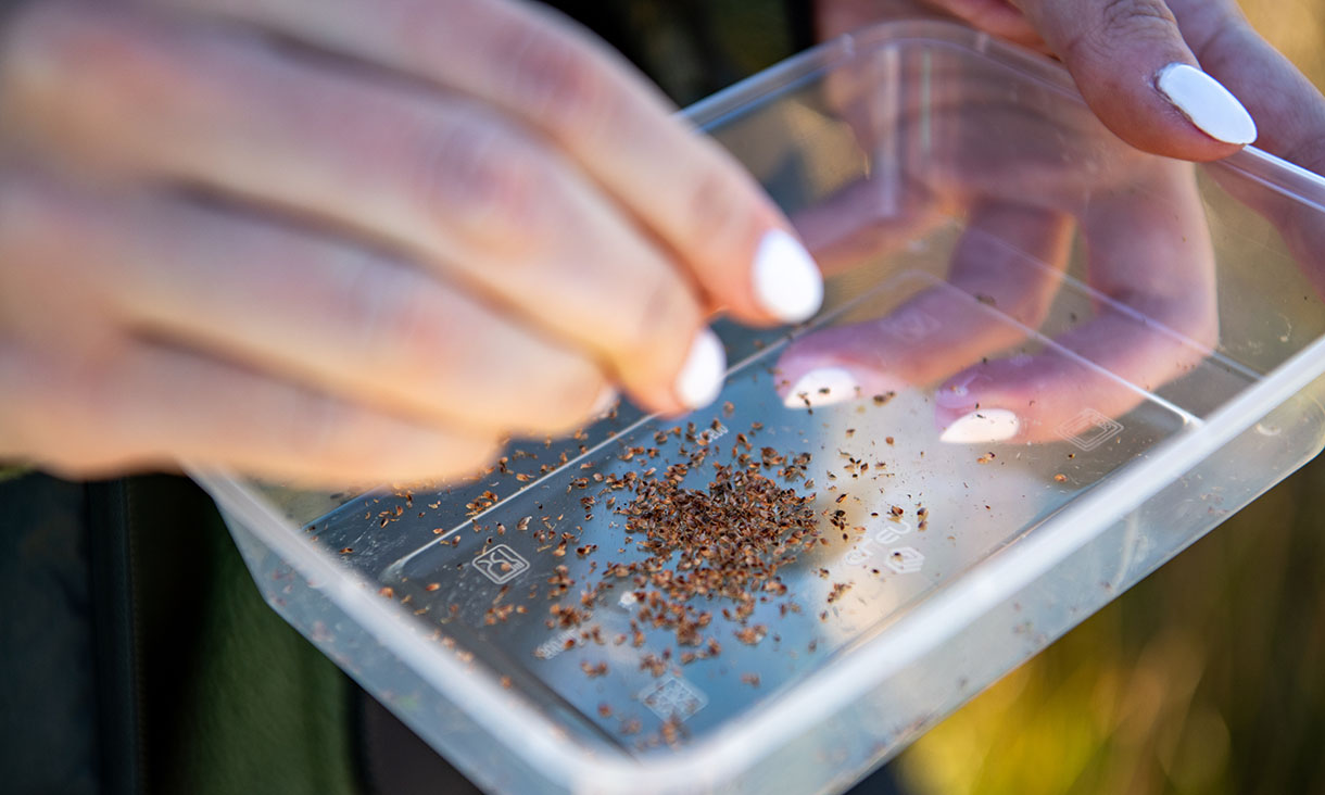 A close-up of hands holding a transparent container with small seeds inside.