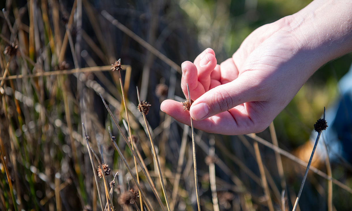 Close-up of a hand delicately holding a plant seed head in a grassy field.