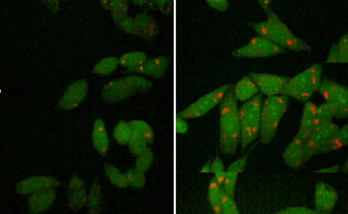 Microscopy images showing the increased presence of cubosome material found in cells (right) as compared to the liposomes (left). The red represents the nanoparticle lipids, contrasted against the green cellular material.