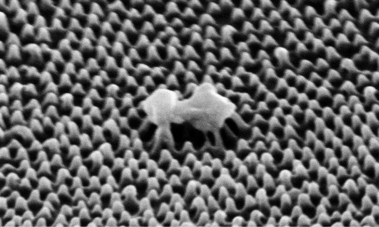 Microscope image of a virus cell being ruptured by the nanotextured surface. 