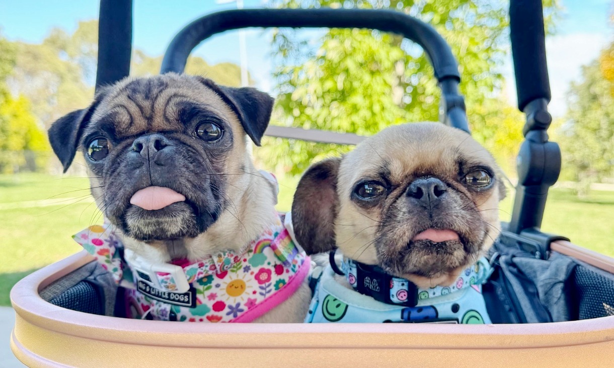 Two pugs in a pram