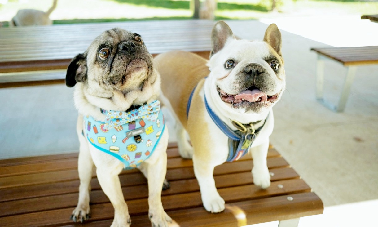 Pugtato the pug and Piglet the French bulldog both showed significant improvement in breathing and exercise ability after the Snoretox-1 treatment as part of the initial small-scale trial.