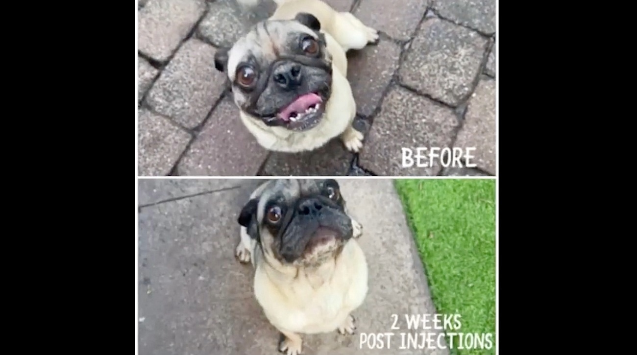 pugtatovideothumb.jpg