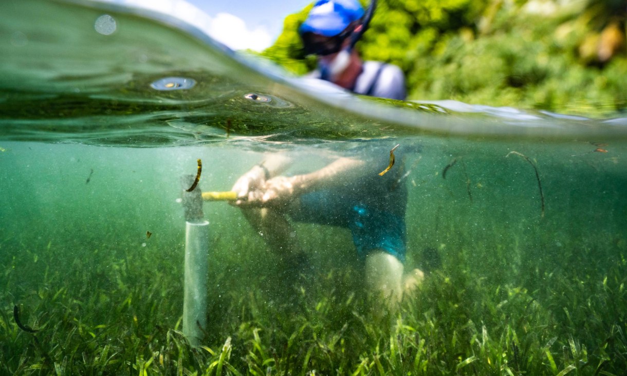 Professor Peter Macreadie measures carbon sequestration in the seagrass meadows. Credit: Leanna Crowley.