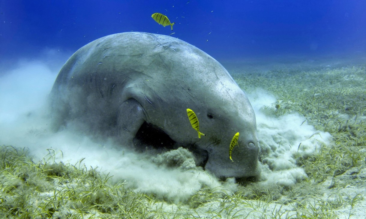 Dugongs - also klnown as 'sea cows' - eat almost exclusively seagrass and are the world's only strictly herbivorous marine mammal. Credit: Adobe Images.