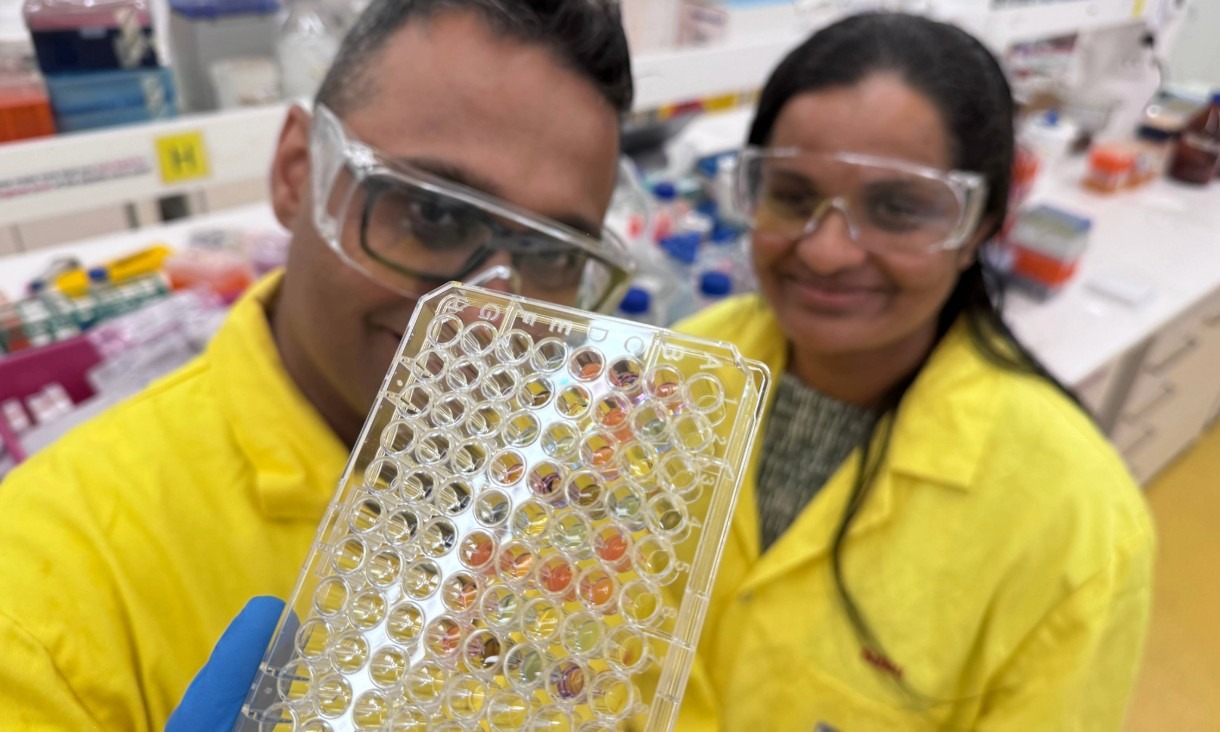 Two RMIT researchers wearing yellow lab coats, safety glasses and gloves hold a clear plate toward the camera, showing multiple wells with different colour changes during a laboratory colour test, with benches and samples visible in the background.