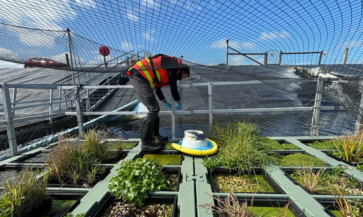 RMIT's Dr Lukas Schuster on the floating wetland platform.