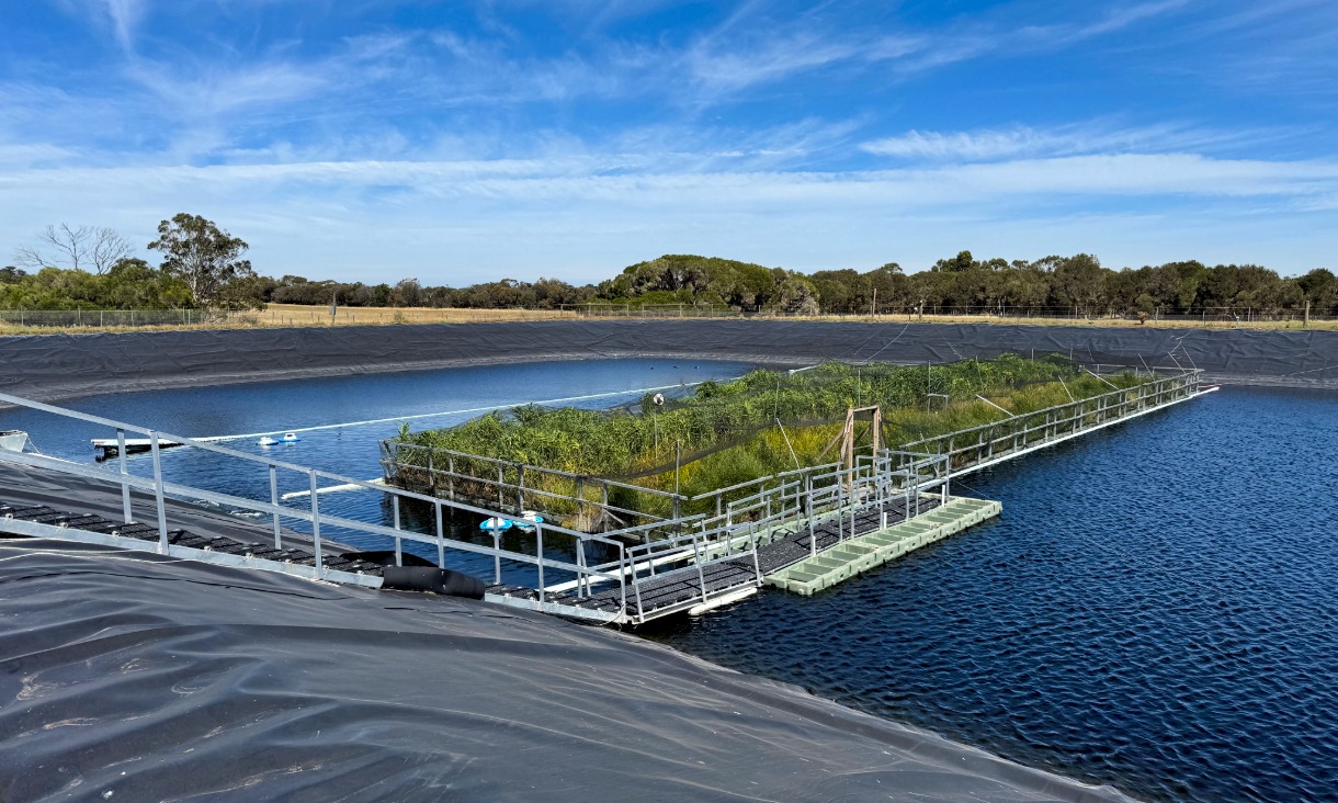 The floating wetland in a holding lagoon at Westernport Water wastewater treatment plant on Phillip Island, southeastern Australia.