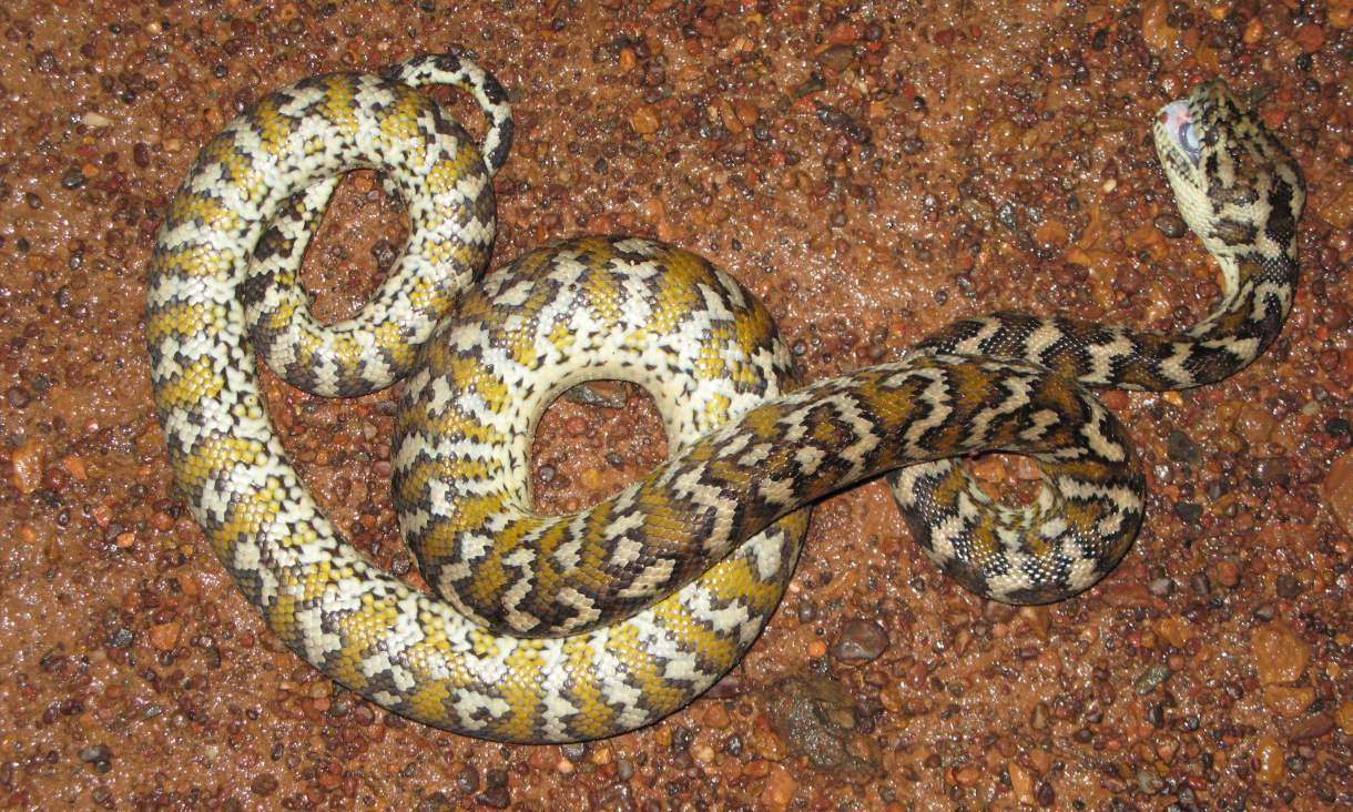 A dead carpet python in the Northern Territory, Australia. Credit: Dr Christa Beckmann.