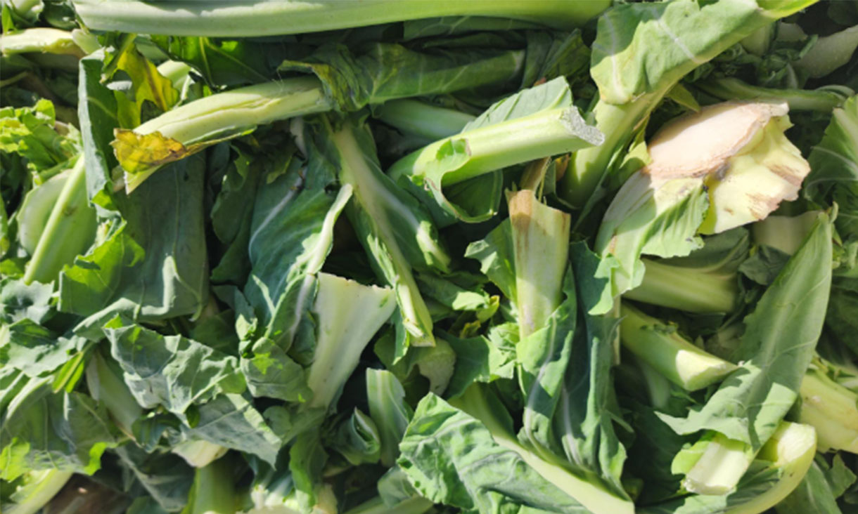 Cauliflower leaves.