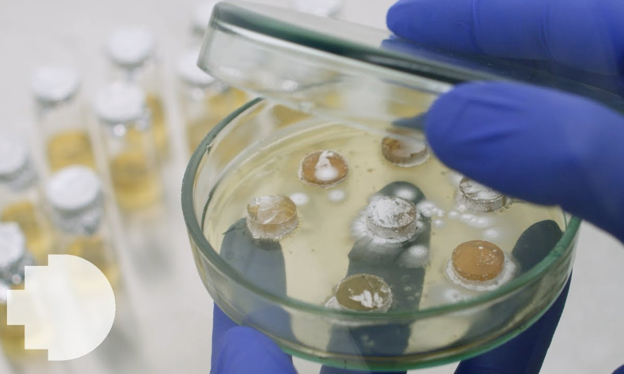 Bacteria growing in a Petrie dish.