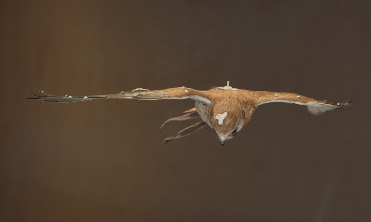 Photo of a kestrel in a wind tunnel.