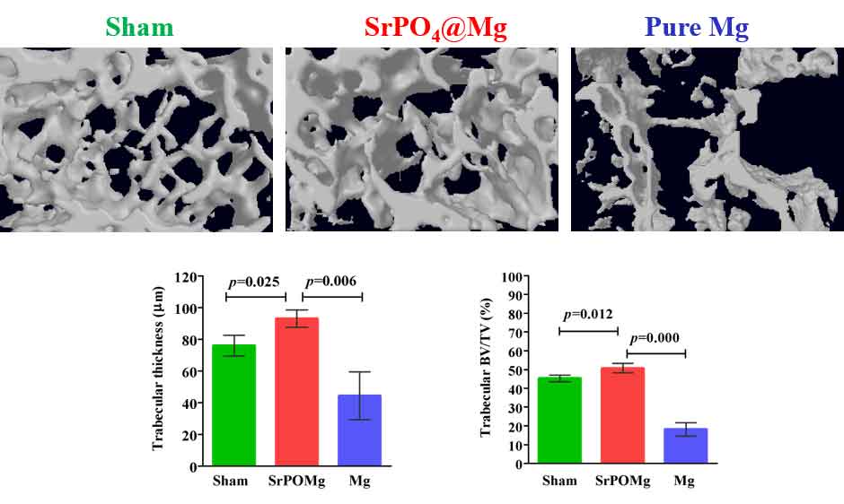Figure 1. Bioactivity evaluation of Mg implants (Sham: no implant; SrPO₄@Mg: pure Mg with strontium phosphate coating, Pure Mg: bare Mg implant) in mice model for 7 weeks - (top row) Bone tissue response to the implanted rods - µCT analysis.  (bottom row) quantitative results of new bone formation at the implant sites of mice femur after 7 weeks’ implantation. 