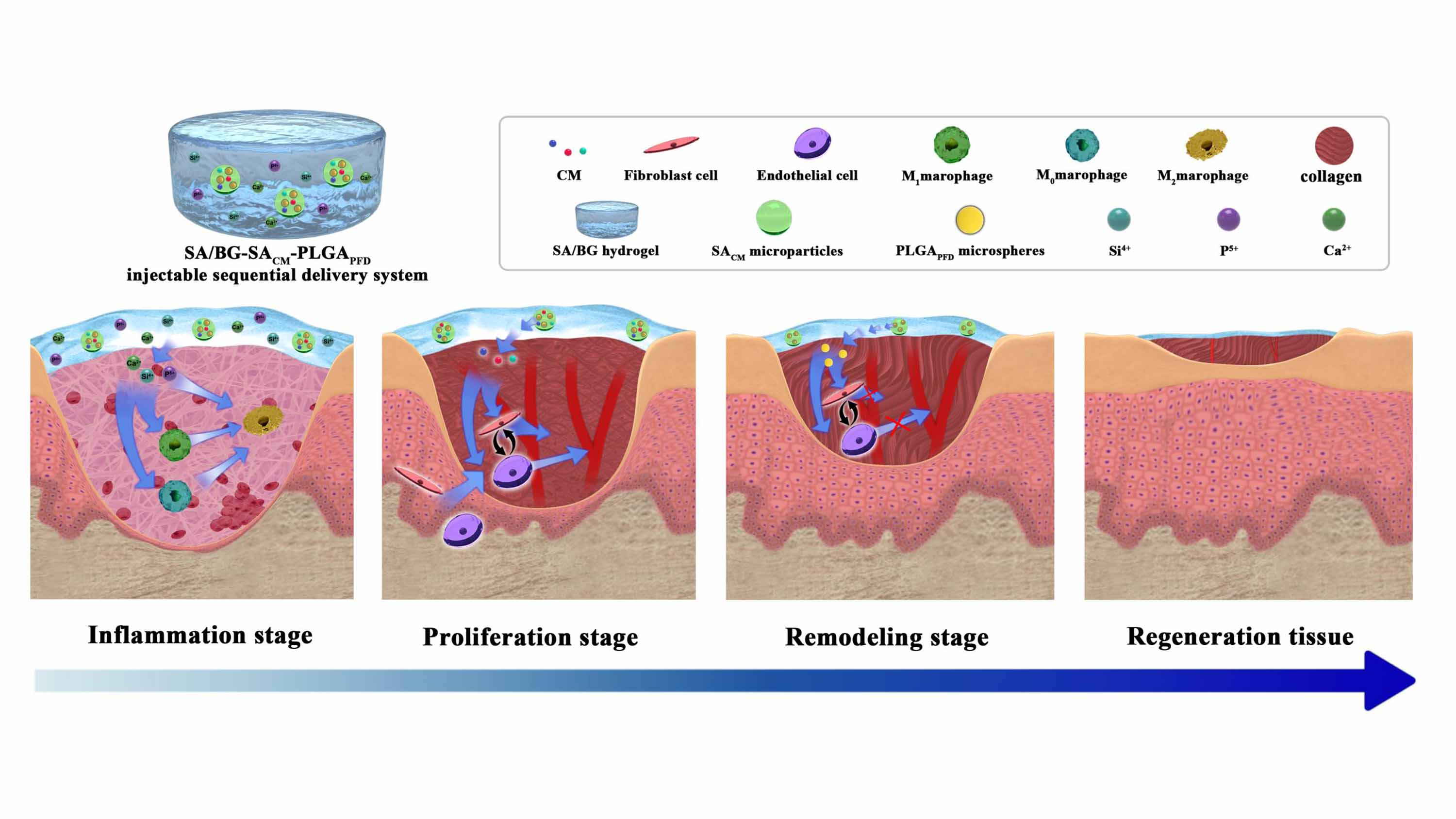 Figure 1 Injectible hydrogels with sequential delivery ability