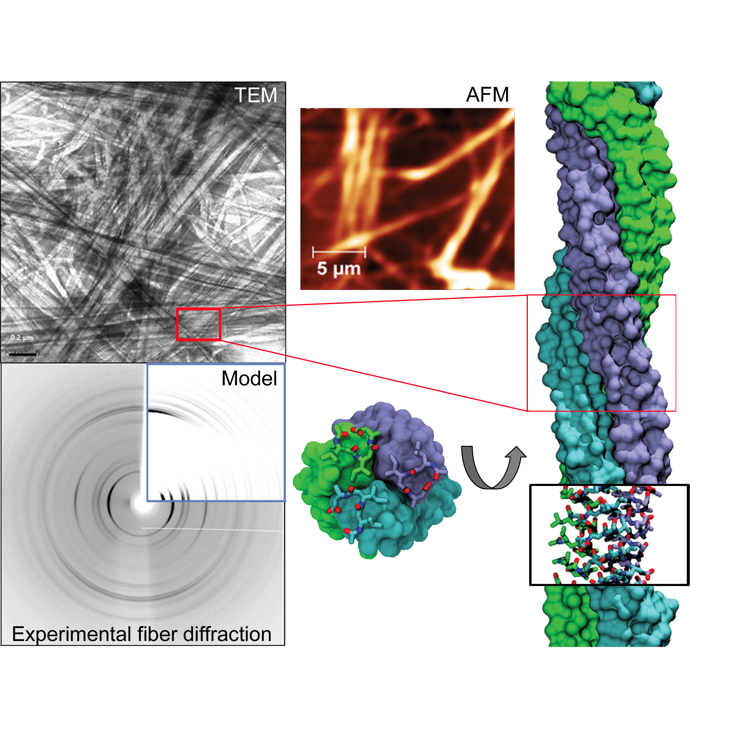 Peptide based nanomaterial atomic stuctures