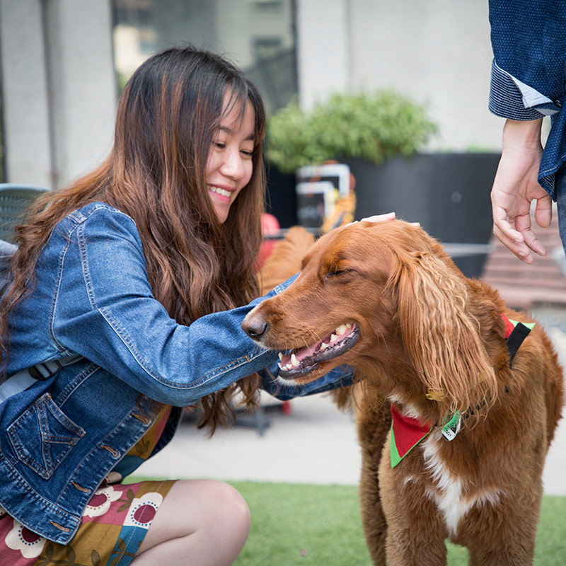 Student patting therapy dog, Ziggy