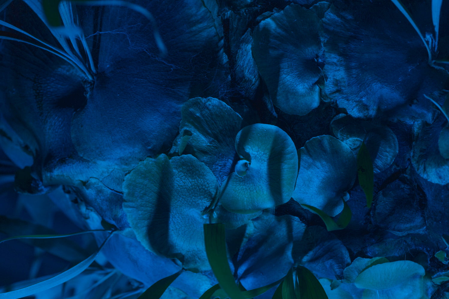 An up close, dark blue-tinged photo of hydrangeas