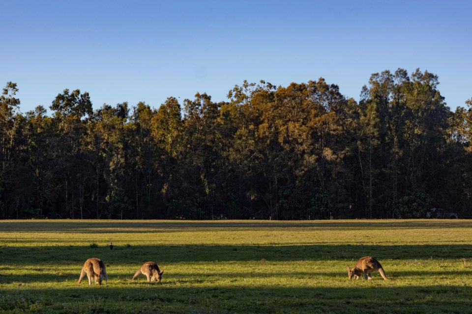 kangaroos-on-the-lawn-960x640.jpg